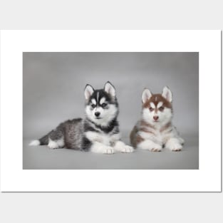 Husky puppies Posters and Art